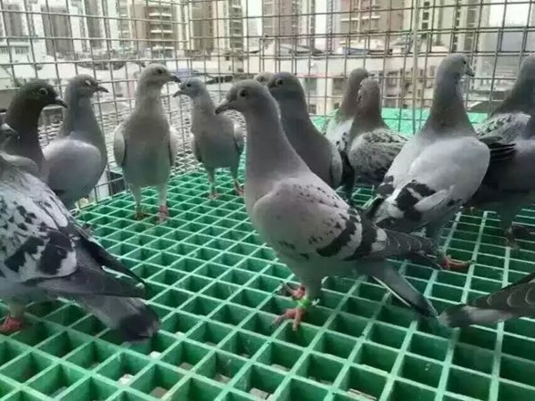 鴿舍